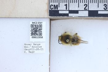 Media type: image;   Entomology 812358 Description: Specimen documentation photo of labelsfrom specimen MCZ:Ent:812358, captured on2025-04-17;  Aspect: labels